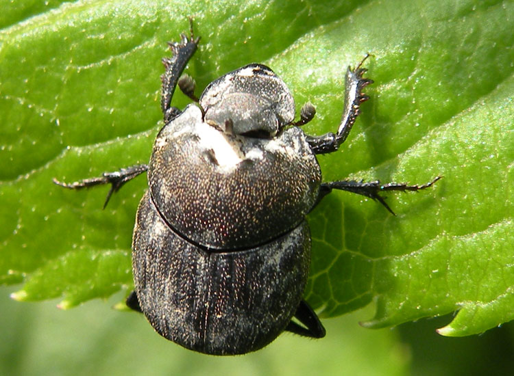 A me sembra Onthophagus sp